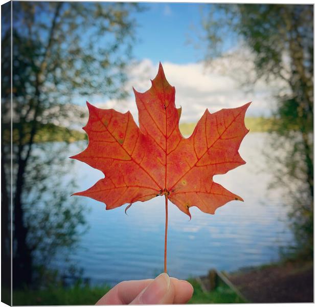 Leaf with a view Canvas Print by Rachael Hood