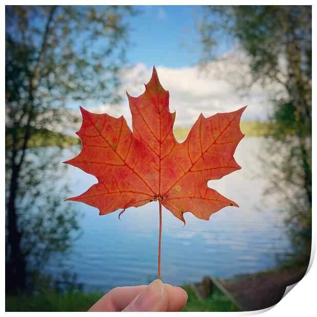 Leaf with a view Print by Rachael Hood