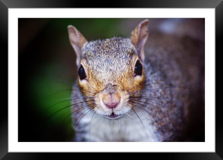 Nosey squirrel  Framed Mounted Print by Rachael Hood