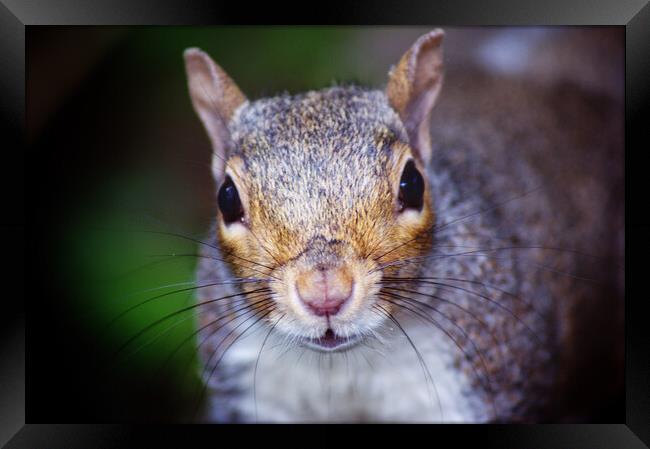 Nosey squirrel  Framed Print by Rachael Hood