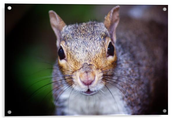 Nosey squirrel  Acrylic by Rachael Hood