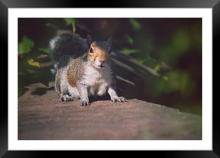 Startled Squirrel  Framed Mounted Print by Rachael Hood