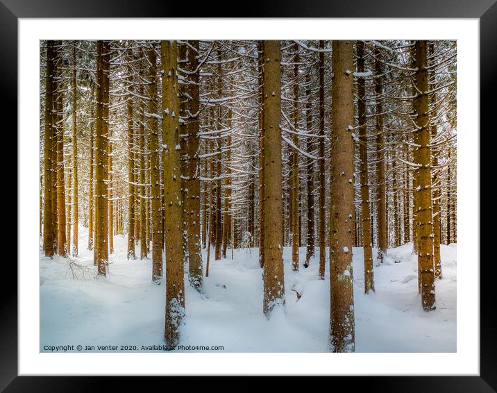 Snowy Pine Forest Framed Mounted Print by Jan Venter