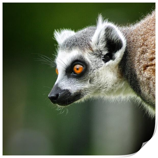 Lemur stare Print by Rachael Hood