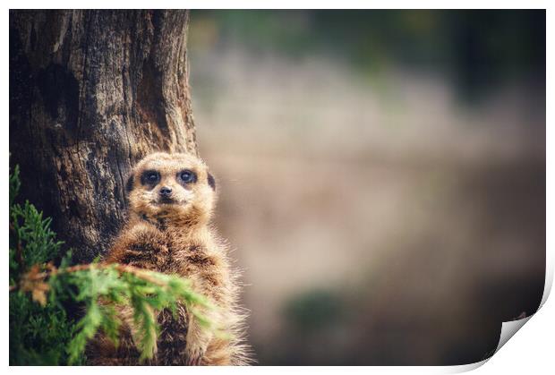 Peeping meerkat  Print by Rachael Hood