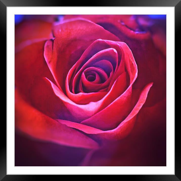 Romantic Rose  Framed Mounted Print by Rachael Hood