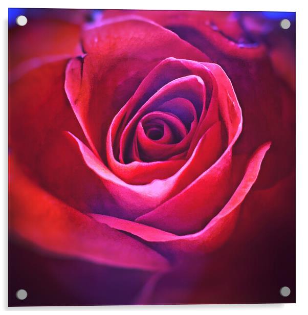 Romantic Rose  Acrylic by Rachael Hood