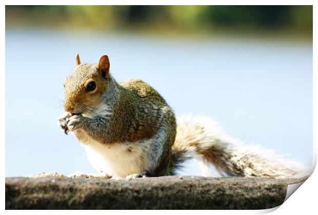 Squirrel bridge  Print by Rachael Hood