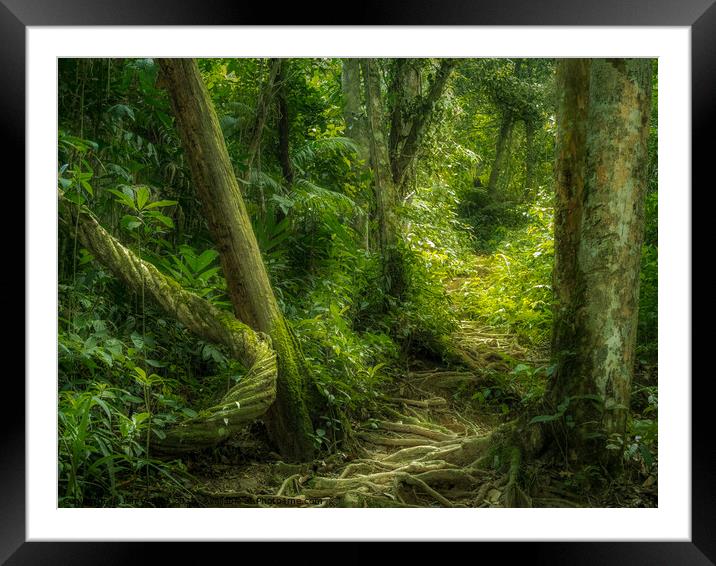 Into the Jungle Framed Mounted Print by Jan Venter