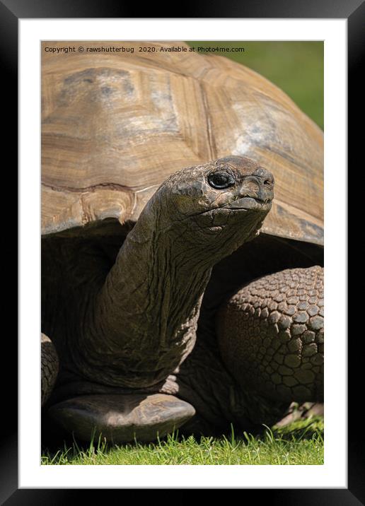Giant Tortoise Framed Mounted Print by rawshutterbug 