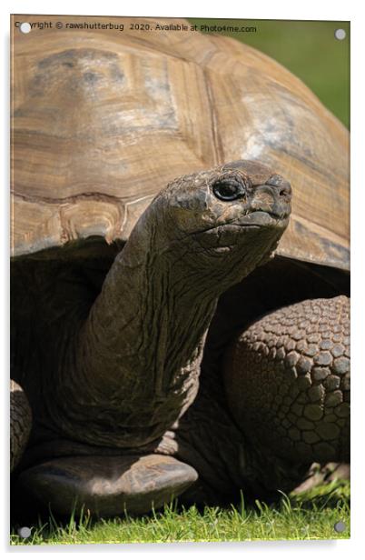Giant Tortoise Acrylic by rawshutterbug 