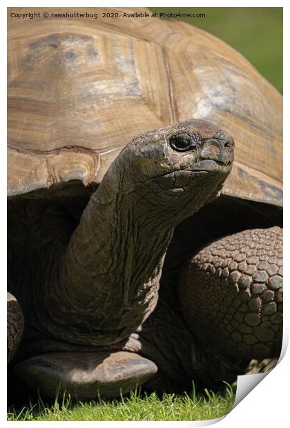 Giant Tortoise Print by rawshutterbug 