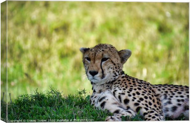 Cheetah in the Maasai Mara Canvas Print by Tracey Turner