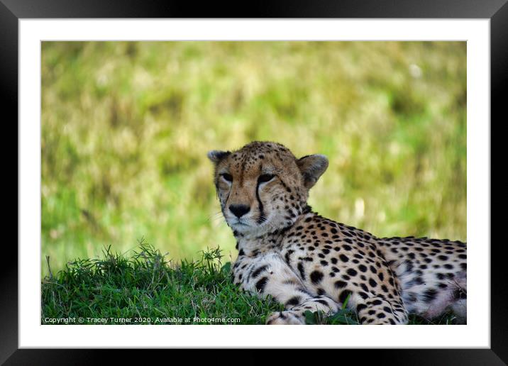 Cheetah in the Maasai Mara Framed Mounted Print by Tracey Turner