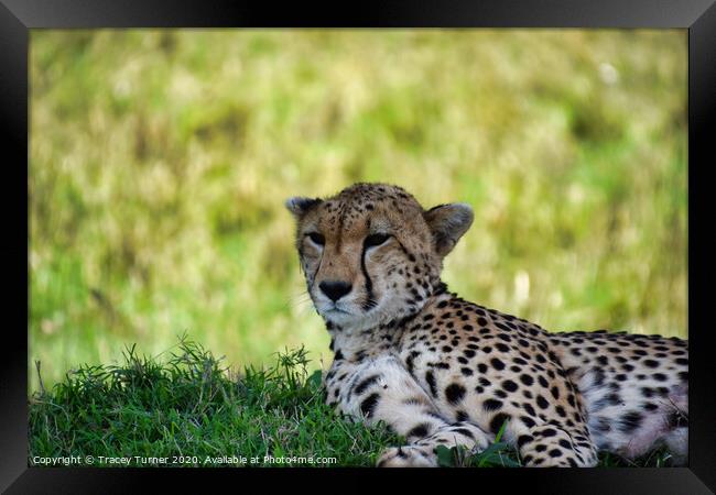 Cheetah in the Maasai Mara Framed Print by Tracey Turner