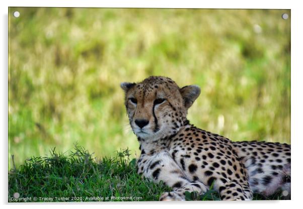 Cheetah in the Maasai Mara Acrylic by Tracey Turner