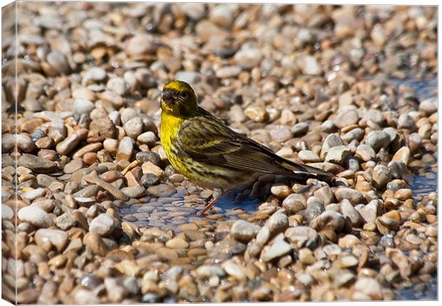Serin Canvas Print by Peter West