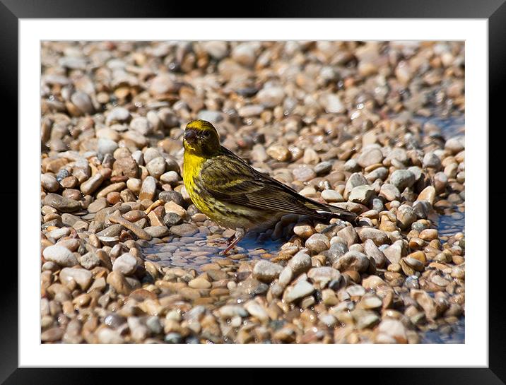 Serin Framed Mounted Print by Peter West