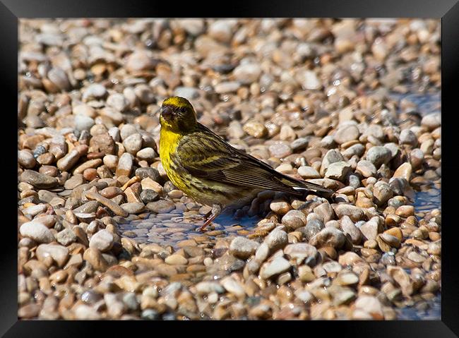Serin Framed Print by Peter West