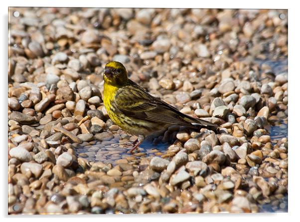 Serin Acrylic by Peter West