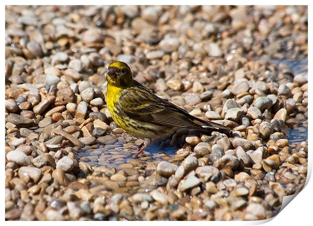 Serin Print by Peter West