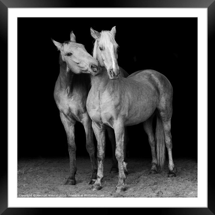 Horses Portrait Framed Mounted Print by Hannah Watson