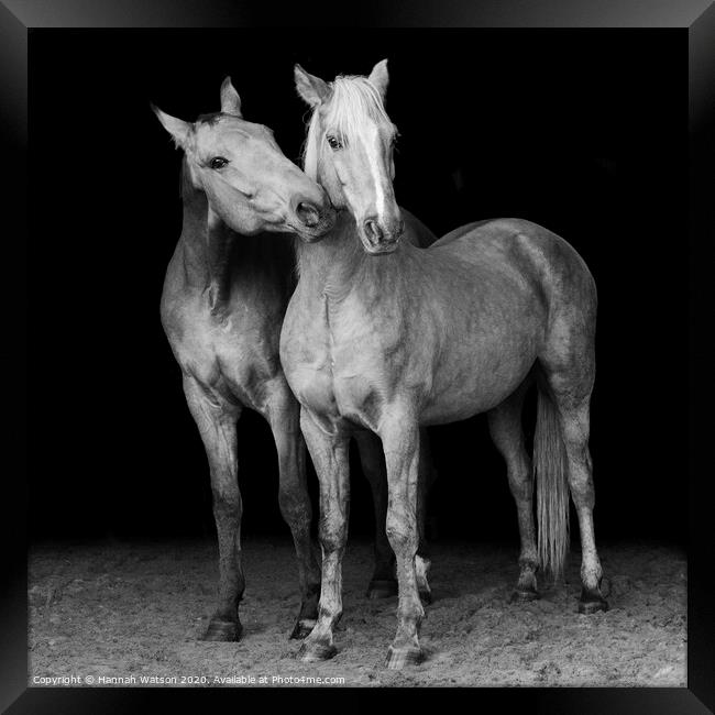 Horses Portrait Framed Print by Hannah Watson