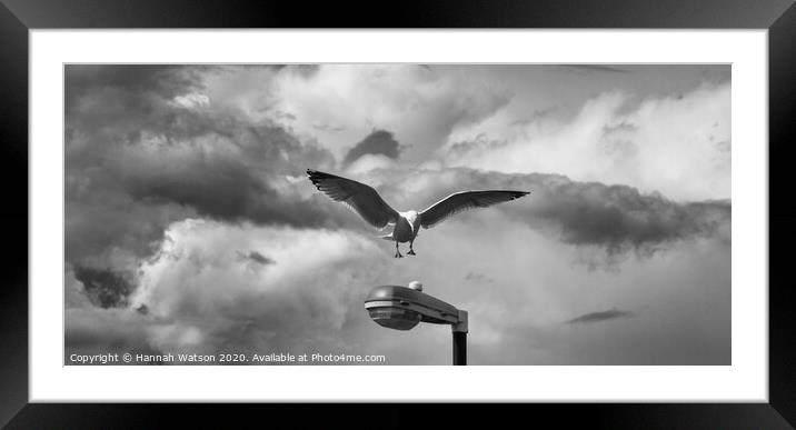 Seagull 1 Framed Mounted Print by Hannah Watson