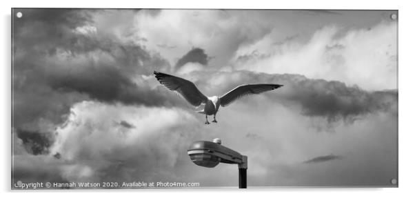 Seagull 1 Acrylic by Hannah Watson