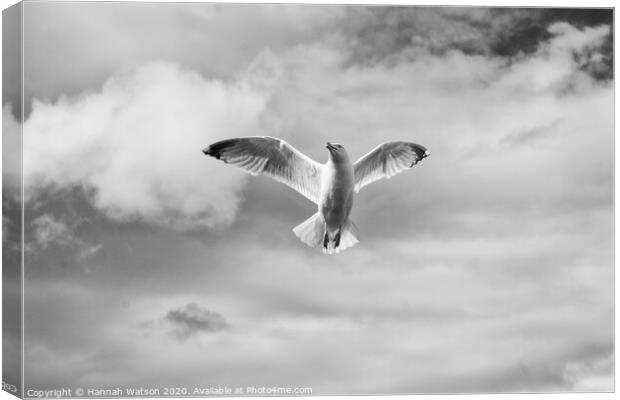 Seagull 2 Canvas Print by Hannah Watson