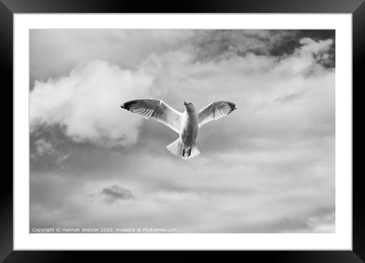 Seagull 2 Framed Mounted Print by Hannah Watson