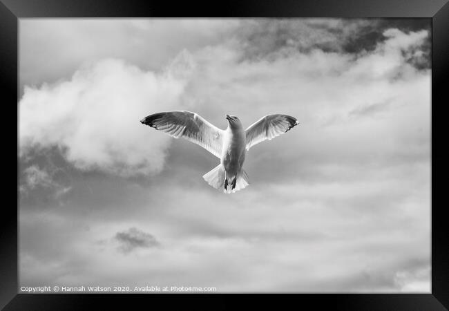 Seagull 2 Framed Print by Hannah Watson