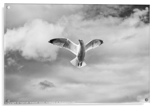 Seagull 2 Acrylic by Hannah Watson