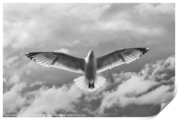 Seagull 3 Print by Hannah Watson