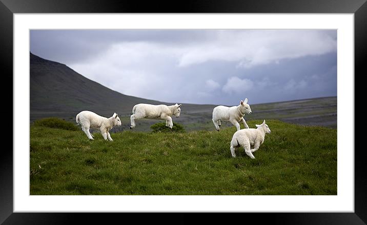 An Evening's Frolic In The Dales Onset Framed Mounted Print by Steve Glover