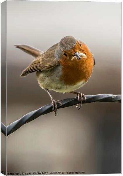 Robin with his latest meal Canvas Print by Kevin White