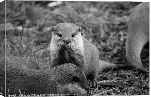 Otter 1 Canvas Print by Hannah Watson