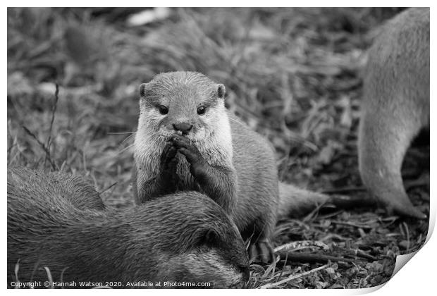 Otter 1 Print by Hannah Watson