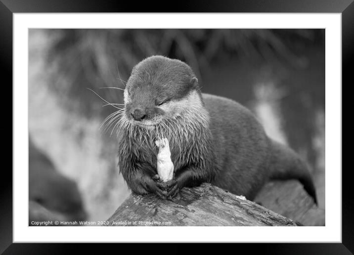 Otter 2 Framed Mounted Print by Hannah Watson