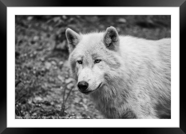 Arctic Wolf Portrait Framed Mounted Print by Hannah Watson