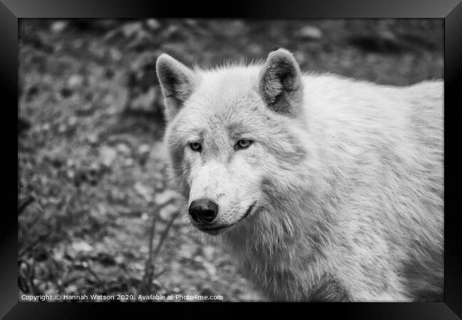 Arctic Wolf Portrait Framed Print by Hannah Watson