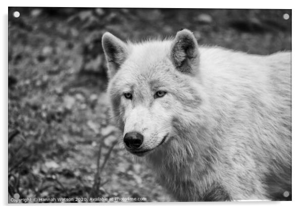Arctic Wolf Portrait Acrylic by Hannah Watson