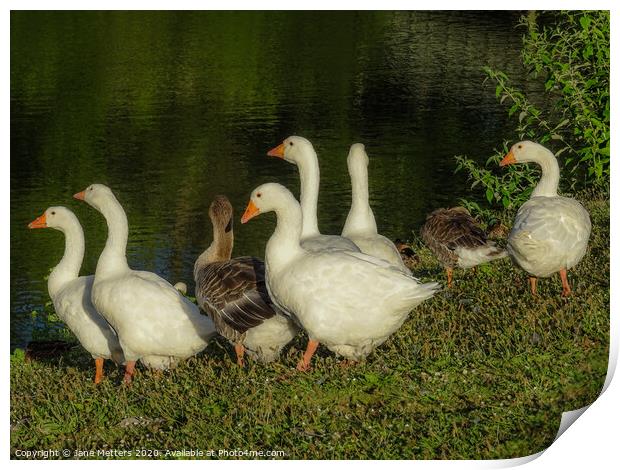 A Flock of Geese Print by Jane Metters