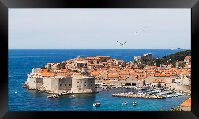Sea gulls over the old town of Dubrovnik Framed Print by Jason Wells
