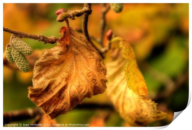 Autumn Leaf Print by Ross McNeillie