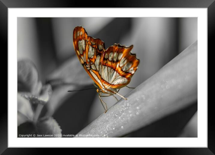 Orange & White butterfly Framed Mounted Print by Jaxx Lawson