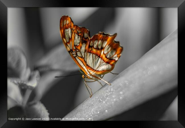 Orange & White butterfly Framed Print by Jaxx Lawson
