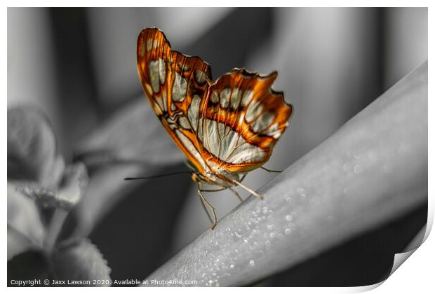 Orange & White butterfly Print by Jaxx Lawson