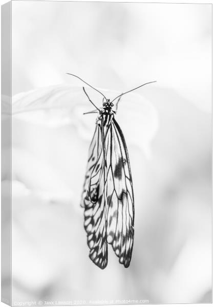 Black & White butterfly #1 Canvas Print by Jaxx Lawson