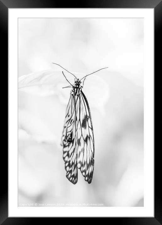 Black & White butterfly #1 Framed Mounted Print by Jaxx Lawson